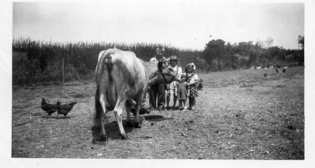35930_cow_and_chicken.jpg