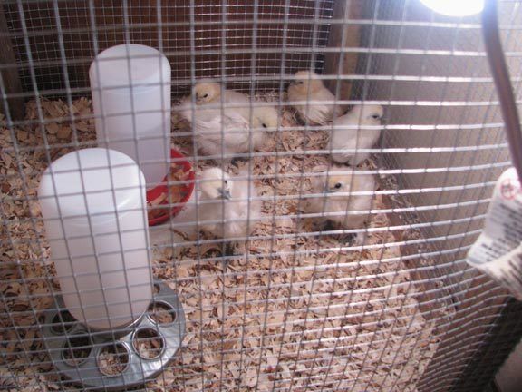 36003_chicks.jpg