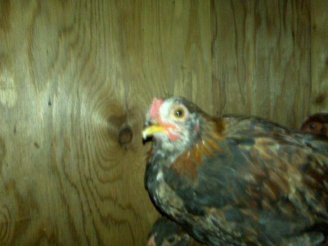 36017_more_chooks_and_gardens_007.jpg