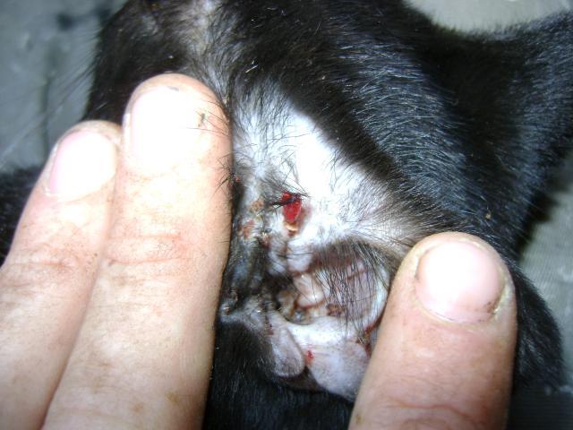 36017_steves_ear_and_coop_extension_006.jpg