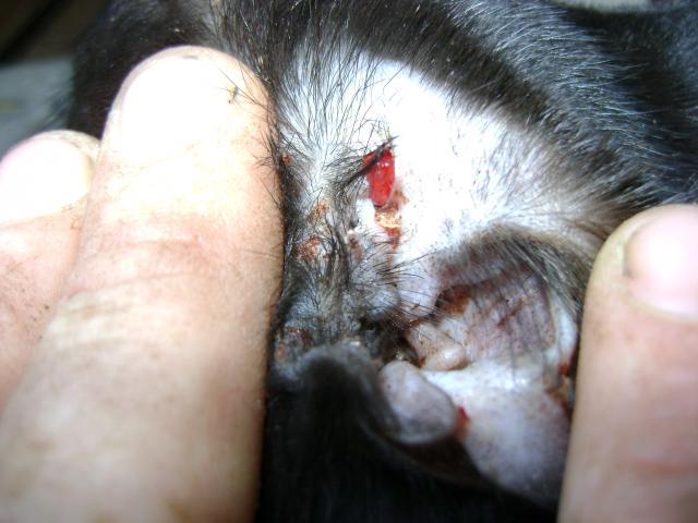 36017_steves_ear_and_coop_extension_007.jpg