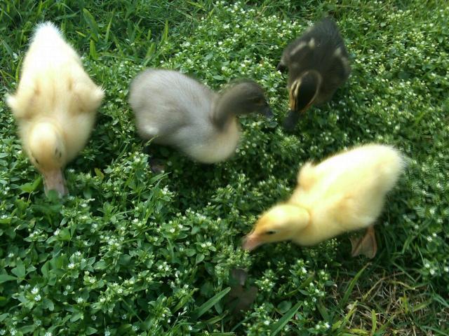 36033_babies.jpg