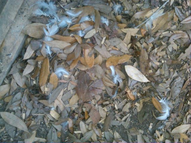 36033_duck_eggs_leafs.jpg