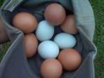 36033_eggs.jpg