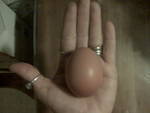 36033_reg_size_egg.jpg