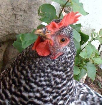 36045_egg3.jpg
