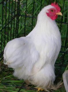 3605_whie_cochin_roo2.jpg