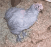 36095_12.gif
