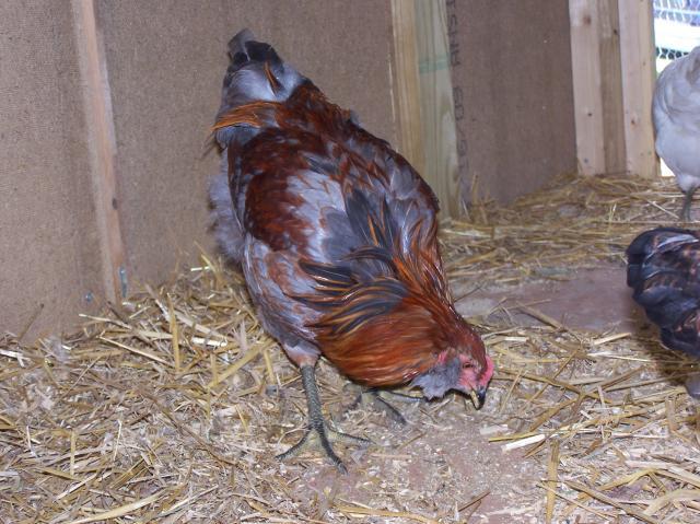 36122_chicken_coop_015.jpg