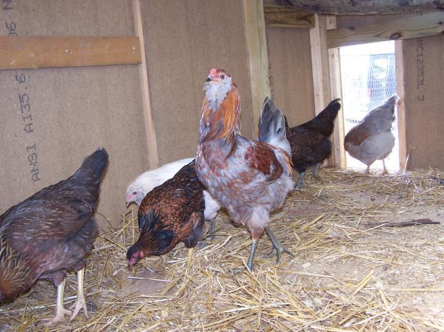 36122_chicken_coop_018.jpg