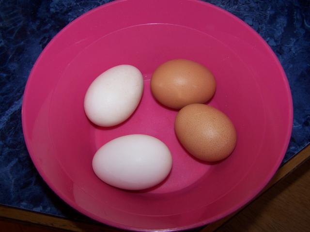 36122_first_eggs_001.jpg