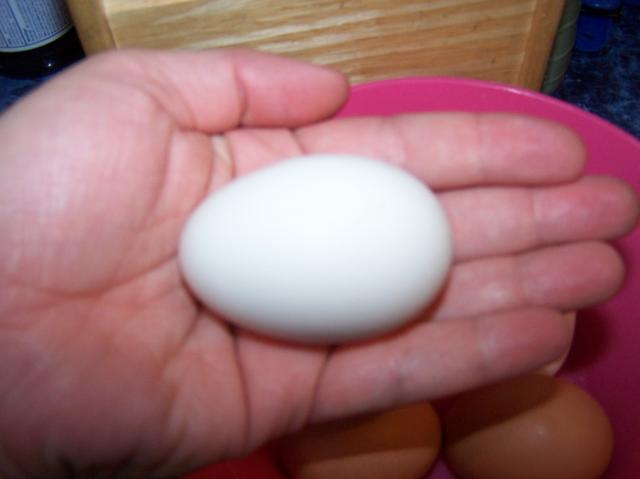 36122_first_eggs_002.jpg