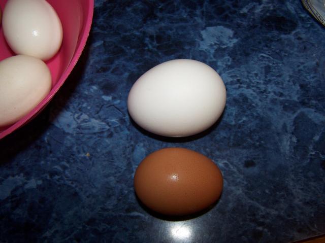 36122_first_eggs_003.jpg