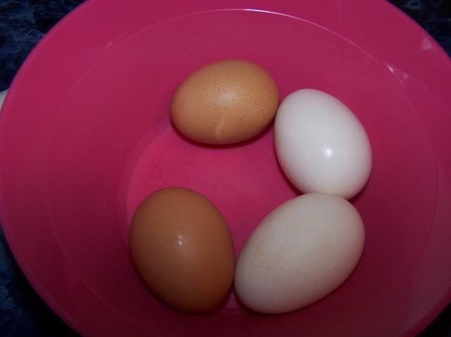 36122_first_eggs_004.jpg