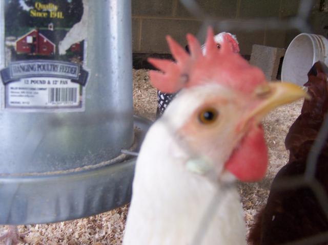 36122_rosies_comb_006.jpg