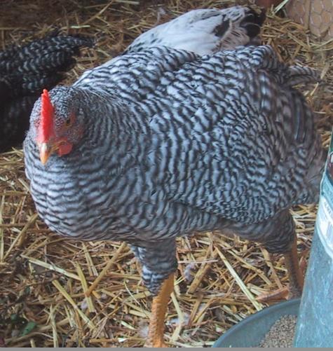 Two Barred Rocks One Light One Dark Backyard Chickens Learn How To Raise Chickens