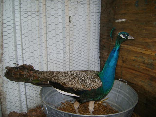 36168_pavo_piscasso.jpg