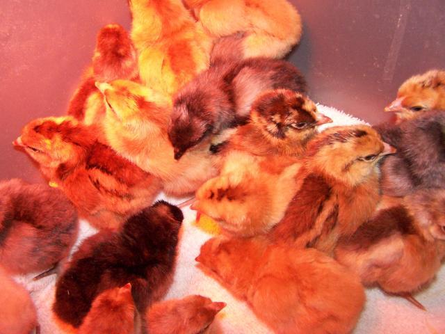 36180_easter_hatch_002.jpg