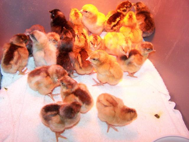 36180_easter_hatch_003.jpg
