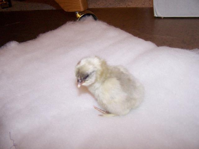 36180_easter_hatch_005.jpg