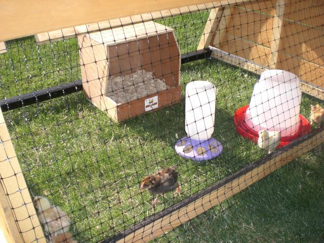 36252_pond_chicks_005.jpg