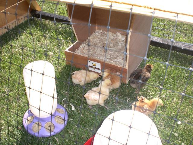 36252_pond_chicks_007.jpg