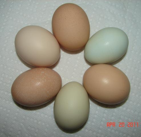 36268_first_oe_egg.jpg