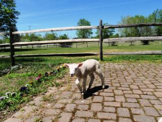 36285_p5100056.jpg