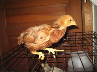 36288_img_6550.jpg
