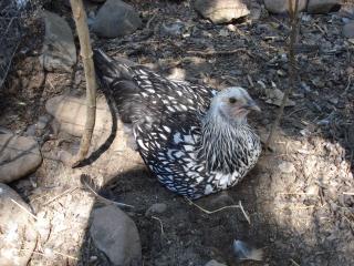 36292_my_flock_014.jpg