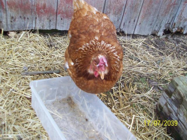 36298_chicken_pics_047.jpg