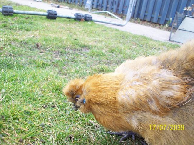 36298_chicken_pics_110.jpg