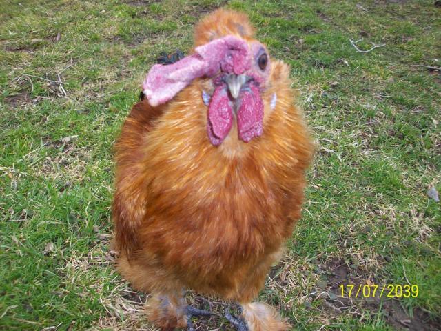 36298_chicken_pics_111.jpg