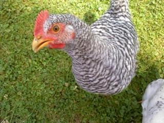 36298_rocky_8_weeks.jpg
