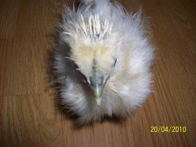 36298_silkie_chicks_005.jpg