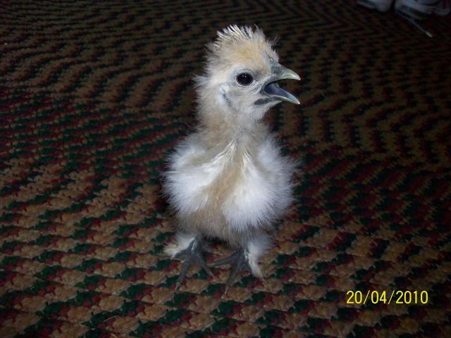36298_silkie_chicks_007.jpg