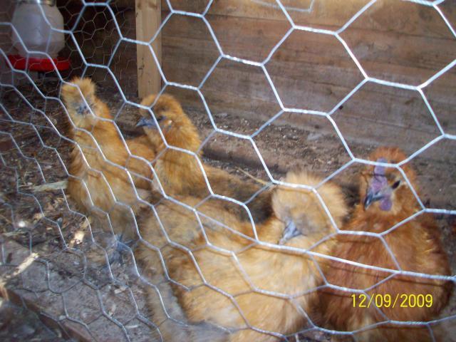 36298_the_silkies.jpg
