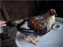 36332_hatch_gre.jpg