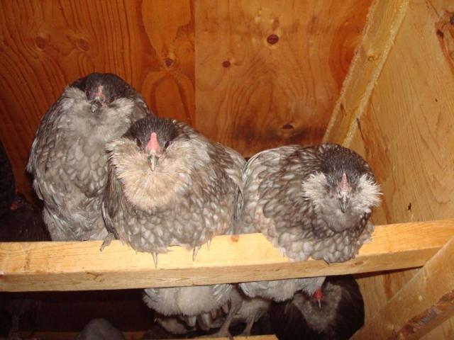 36370_ameraucana.jpg
