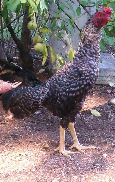 36370_barred_josh.jpg