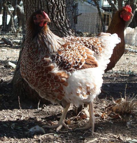 36370_blrwsplashhen5.jpg