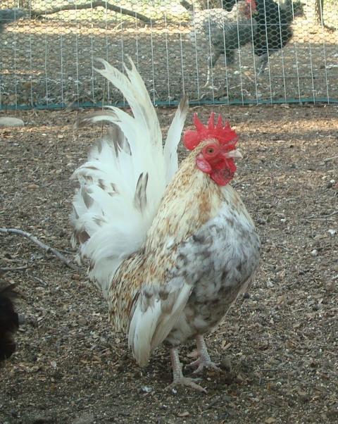 36370_brooster_jerry2.jpg
