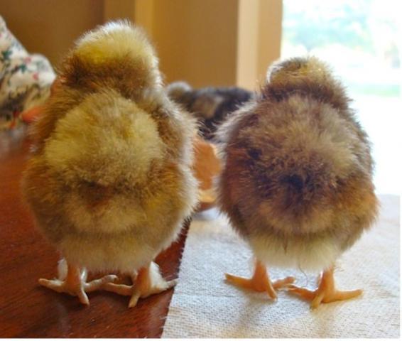36370_chicks_bottoms.jpg