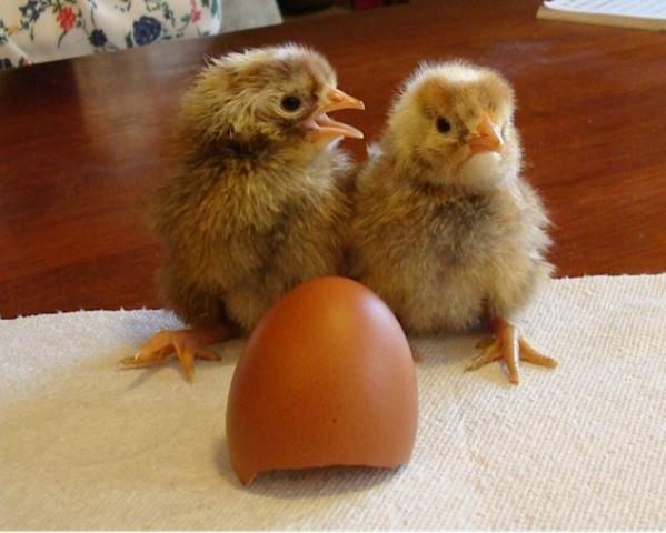 36370_chicks_egg.jpg
