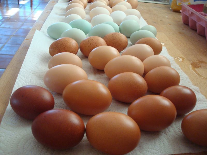 36370_eggs.jpg