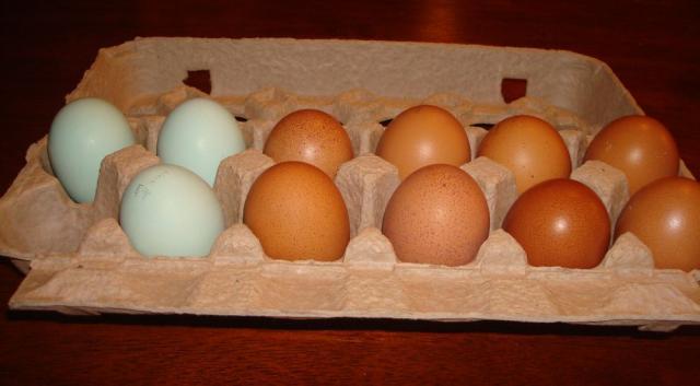 36370_eggs2.jpg