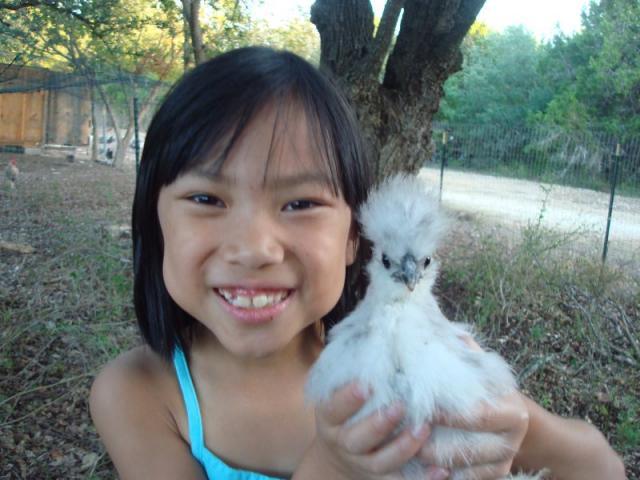36370_silkie1.jpg