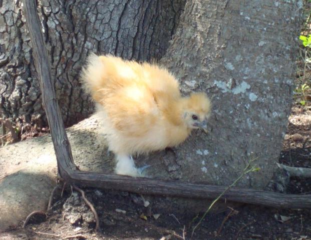 36370_silkie10.jpg