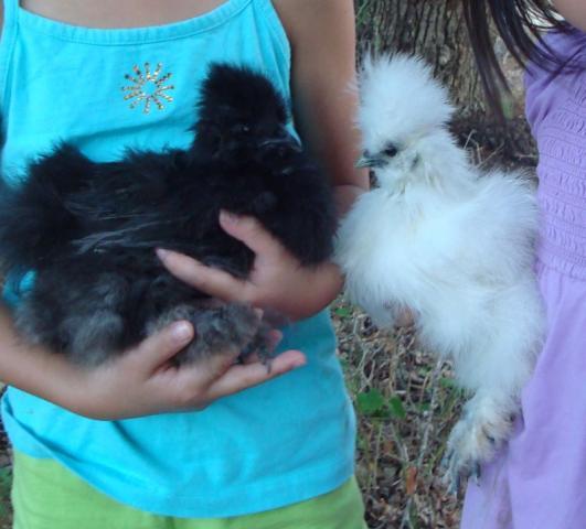 36370_silkie3.jpg