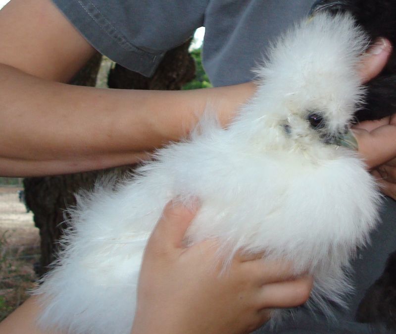 36370_silkie4.jpg